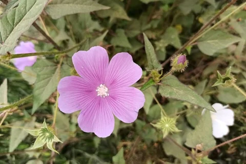 メキシコ原産の花アラチェ(アオイ)