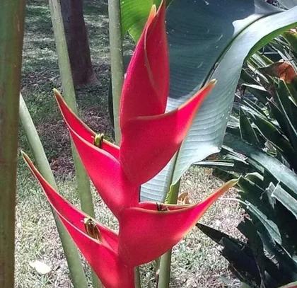 メキシコ原産の花プラタニージョ(ヘリコニア)