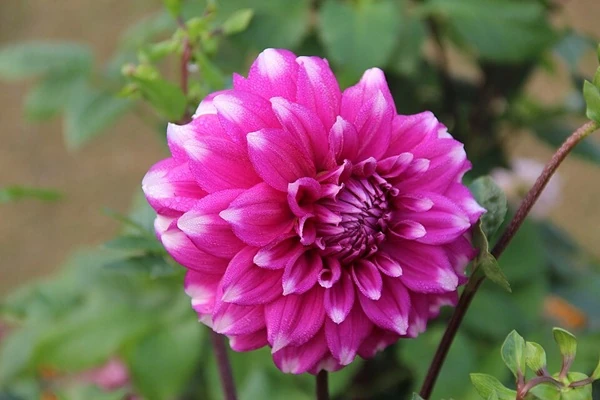 メキシコ原産の花ダリア