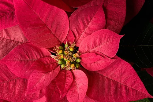 メキシコ原産の花ノチェブエナ(ポインセチア)