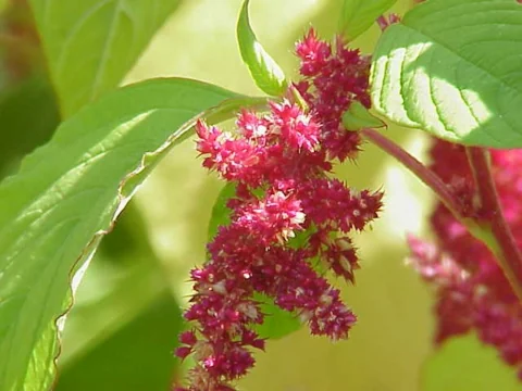 メキシコ原産の花アマラント(アマランサス)