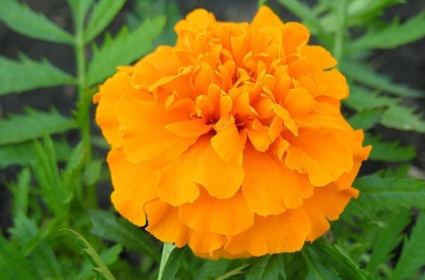 メキシコ原産の花センパスチル(センジュギク)