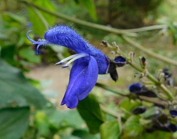 メキシコ原産の花センパスチル(センジュギク)