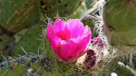 メキシコ原産の花ノパリージョ(ウチワサボテン)