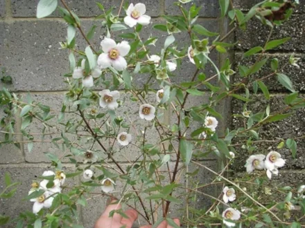 メキシコ原産の花メキシカン・モック・オレンジ