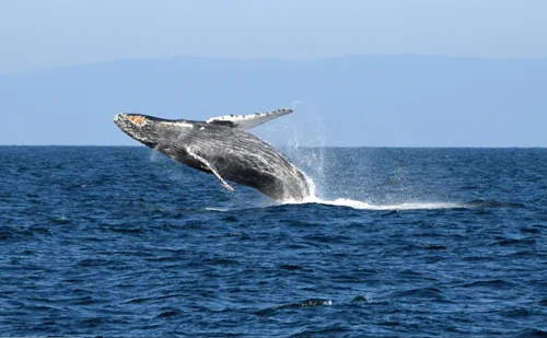 ブリーチングするザトウクジラ