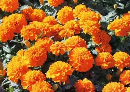 センパスチルの花