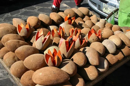 メキシコ原産のフルーツ、マメイ