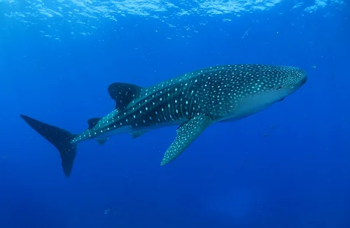 メキシコ湾に生息するジンベエザメ