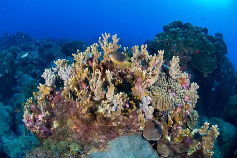メキシコ湾のサンゴ礁