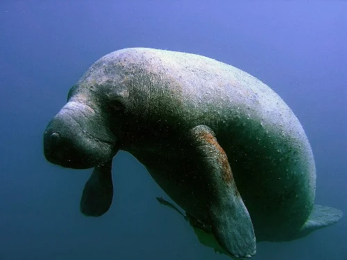 メキシコ湾に生息するアメリカマナティー