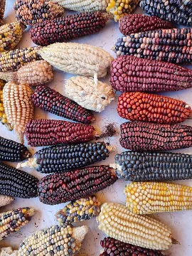 様々な色のメキシコ在来種トウモロコシ
