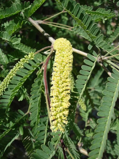 メスキーテの花。クリーム色の小さい花が稲穂のように縦に並んで咲く。