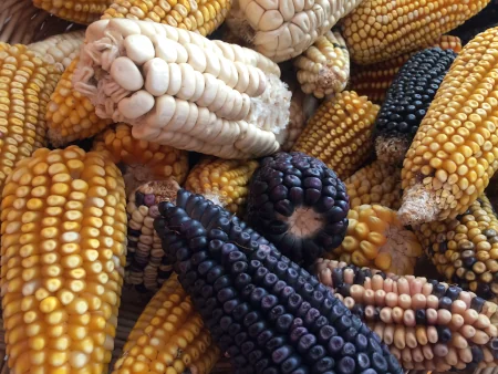 トウモロコシの原産地であるメキシコのトウモロコシ